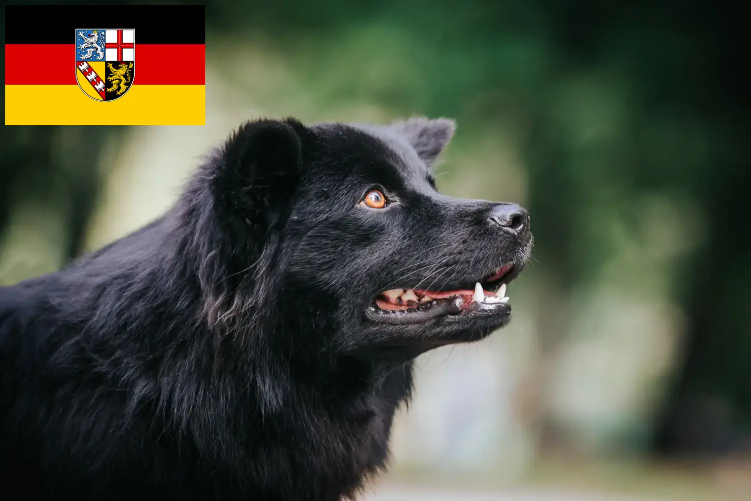Read more about the article Criadores de Lapphund sueco e cachorros em Saarland