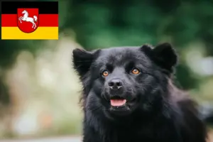 Read more about the article Criadores de Lapphund sueco e cachorros na Baixa Saxónia