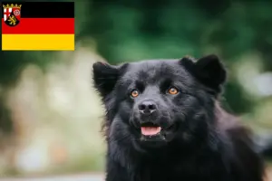 Read more about the article Criadores de Lapphund sueco e cachorros na Renânia-Palatinado