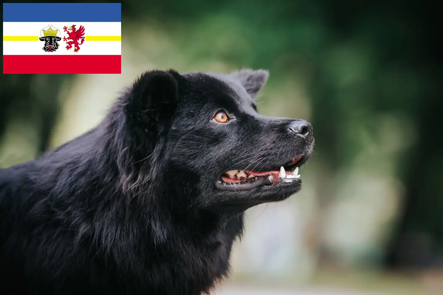 Cachorros e criadores de Lapphund sueco Mecklenburg-Vorpommern Aqui pode encontrar criadores de Lapphund sueco em Mecklenburg-Vorpommern.