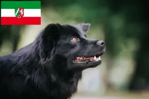 Read more about the article Criadores de Lapphund sueco e cachorros na Renânia do Norte-Vestefália