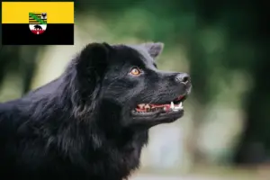 Read more about the article Criadores de Lapphund sueco e cachorros em Saxónia-Anhalt
