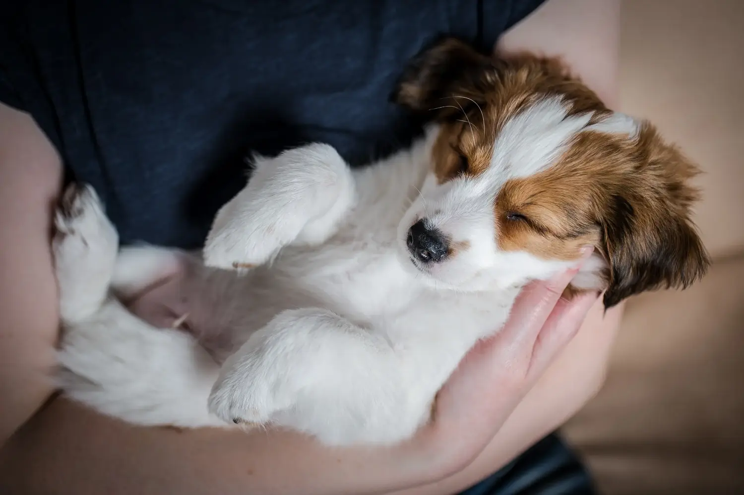 Comprar um cachorro Kooikerhondje holandês significa assumir a responsabilidade! Comprar cachorros Kooikerhondje holandeses.