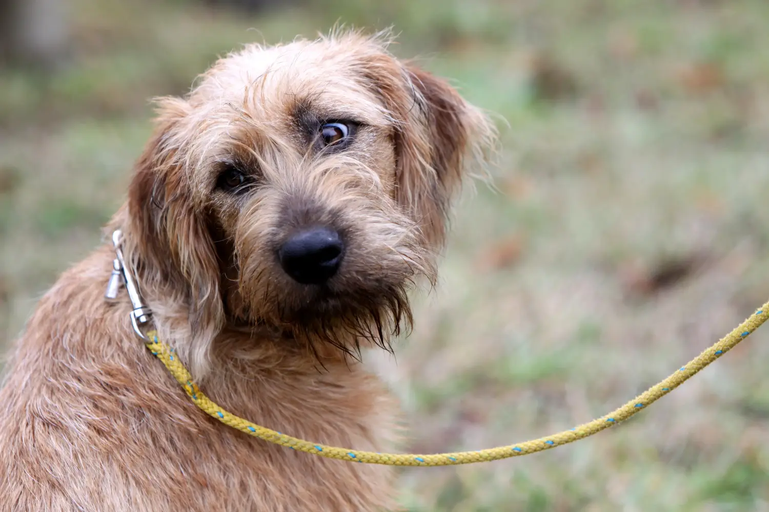Comprar um cachorro Styrian Wirehaired Hound significa assumir responsabilidades! Comprar cachorros Styrian Wirehaired Hound.