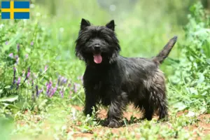 Read more about the article Criadores de Cairn Terrier e cachorros na Suécia
