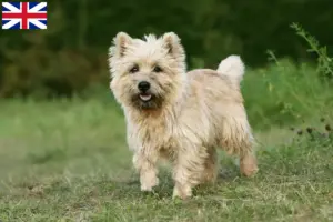 Read more about the article Criadores de Cairn Terrier e cachorros na Grã-Bretanha