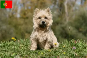 Read more about the article Criadores de Cairn Terrier e cachorros em Portugal