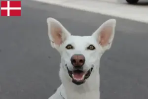 Read more about the article Canaã Criador de cães e cachorros em Dinamarca