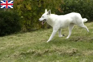 Read more about the article Canaã Criadores de cães e cachorros no Reino Unido