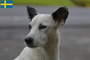 Read more about the article Criadores de cães e cachorros de Canaã na Suécia