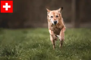 Read more about the article Criadores de cães e cachorros de Canaã na Suíça