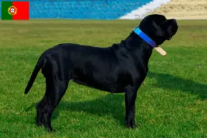 Read more about the article Cane Corso Italiano criadores e cachorros em Portugal