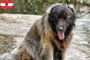 Read more about the article Cão Da Serra Da Estrela criadores e cachorros na Áustria