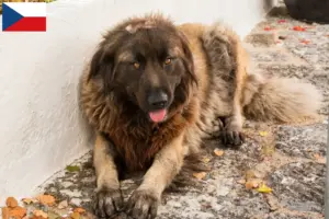 Read more about the article Cão Da Serra Da Estrela criadores e cachorros na República Checa