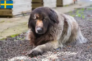 Read more about the article Cão Da Serra Da Estrela criadores e cachorros na Suécia