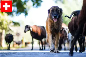 Read more about the article Cão Da Serra Da Estrela criadores e cachorros na Suíça