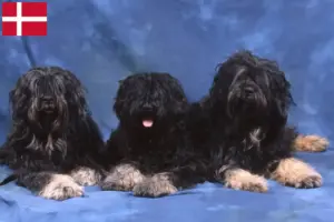 Read more about the article Cão da Serra de Aires criadores e cachorros na Dinamarca