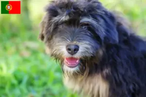 Read more about the article Cão da Serra de Aires criadores e cachorros em Portugal
