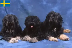 Read more about the article Cão da Serra de Aires criadores e cachorros na Suécia