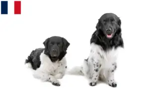 Read more about the article Criadores de Cão de Água Frísio e cachorros em França