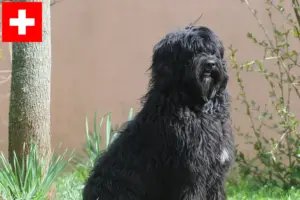 Read more about the article Cão de Agua português criadores e cachorros na Suíça