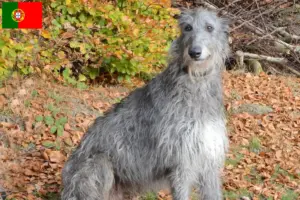 Read more about the article Criadores de veados e cachorros em Portugal