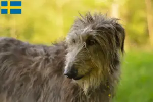 Read more about the article Criadores de Deerhound e cachorros na Suécia