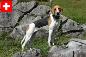 Read more about the article Criadores de cães de caça franceses e cachorros na Suíça