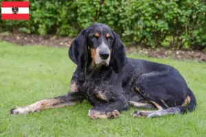 Read more about the article Criadores de cães de caça suíços e cachorros na Áustria