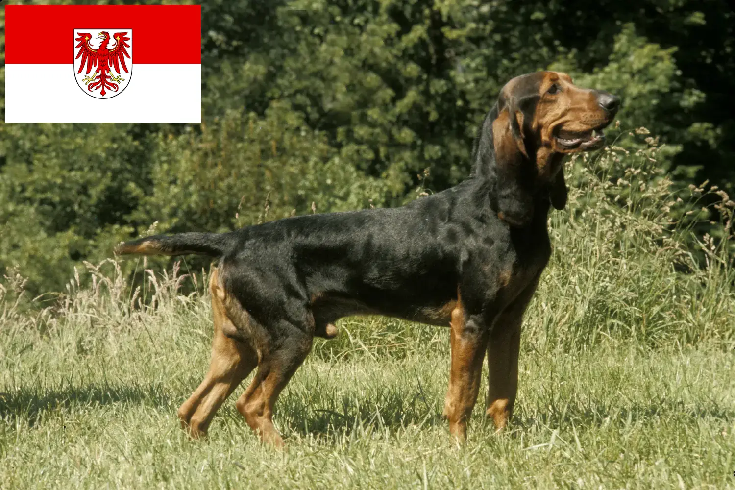 Read more about the article Criadores de cães de caça suíços e cachorros em Brandenburg