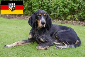 Read more about the article Criadores de cães de caça suíços e cachorros em Saarland