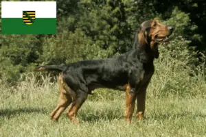 Read more about the article Criadores de cães de caça suíços e cachorros na Saxónia