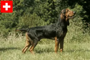 Read more about the article Criadores de cães de corrida suíços e cachorros na Suíça