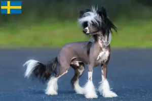 Read more about the article Criadores de cães de crista chinês e cachorros na Suécia