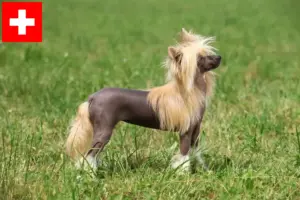 Read more about the article Criadores de cães de crista chinês e cachorros na Suíça