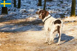 Read more about the article Criador de cães de fila dinamarqueses antigos e cachorros na Suécia