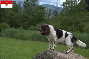 Read more about the article Criadores de cães de guarda alemães e cachorros em Brandenburg