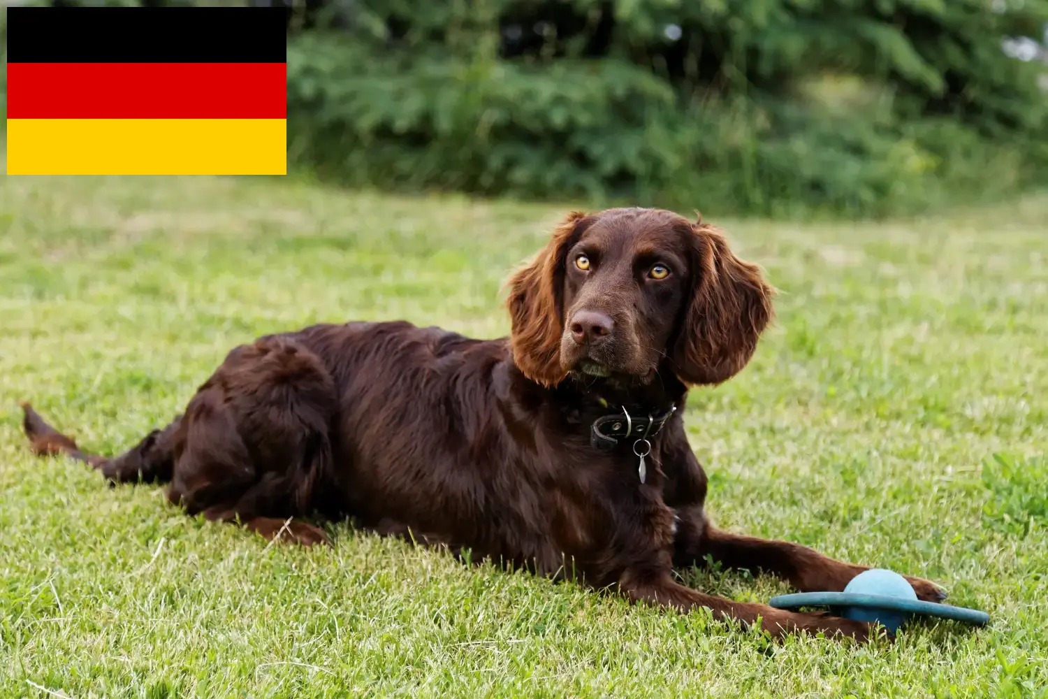 Read more about the article Criadores de cães de guarda alemães e cachorros na Alemanha