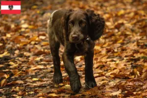 Read more about the article Criadores de cães de guarda alemães e cachorros na Áustria