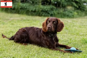 Read more about the article Criadores de cães de guarda alemães e cachorros em Berlim