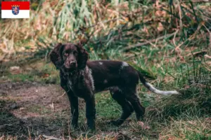 Read more about the article Criadores de cães de guarda alemães e cachorros em Hesse