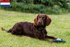 Read more about the article Criadores de cães de guarda alemães e cachorros nos Países Baixos