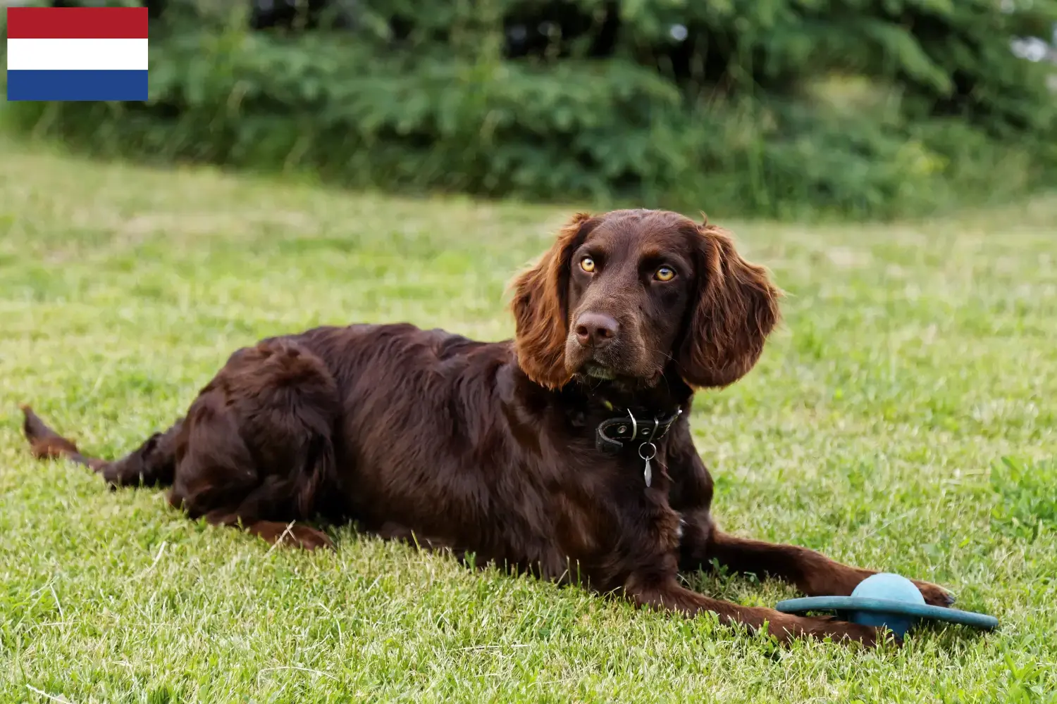 Read more about the article Criadores de cães de guarda alemães e cachorros nos Países Baixos