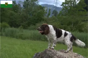 Read more about the article Criadores de cães de guarda alemães e cachorros na Saxónia