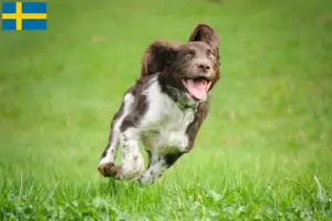 Read more about the article Criadores de cães de guarda alemães e cachorros na Suécia