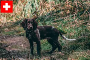 Read more about the article Criadores de cães de guarda alemães e cachorros na Suíça