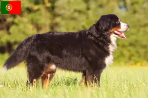 Read more about the article Criador de Cão de Montanha Bernês e cachorros em Portugal