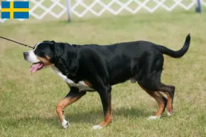 Read more about the article Cão de montanha suíço de grande porte criador e cachorros na Suécia