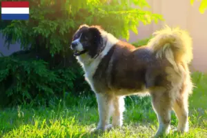 Read more about the article Criador de cães de pastor caucasiano e cachorros nos Países Baixos