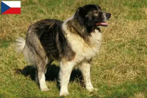 Read more about the article Criador de cães de pastor caucasiano e cachorros na República Checa